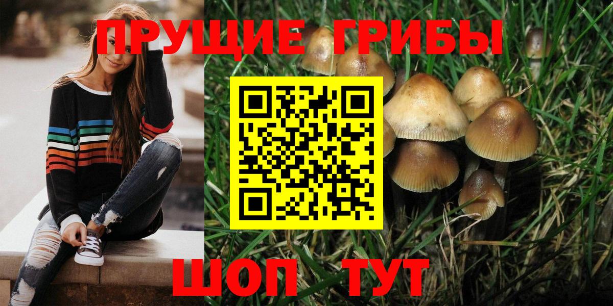 Псилоцибиновые грибы Psilocybine cubensis  Верхняя Пышма 